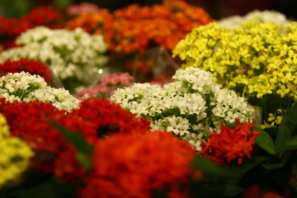 Cores e aromas: plantas de várias espécies em exposição na Expoverde